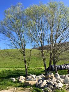 11149424_10206493114193121_4373120936894954276_n